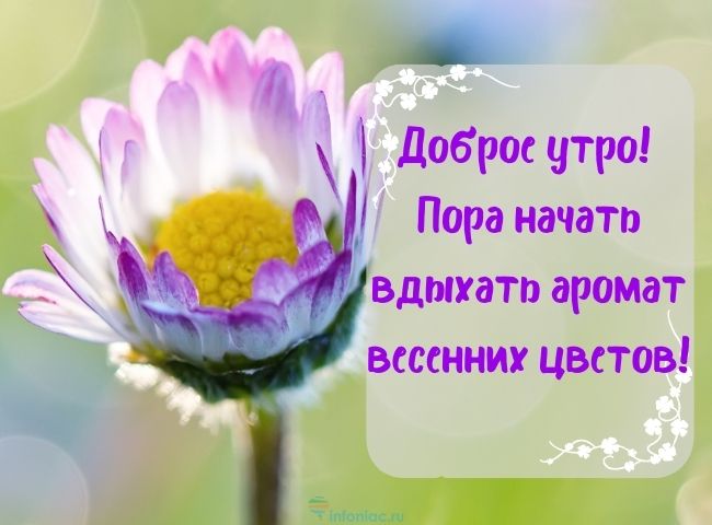 25 весенних открыток с добрым утром