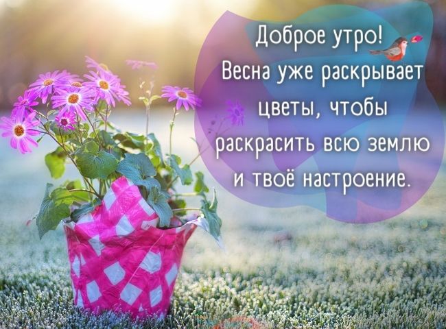 25 весенних открыток с добрым утром