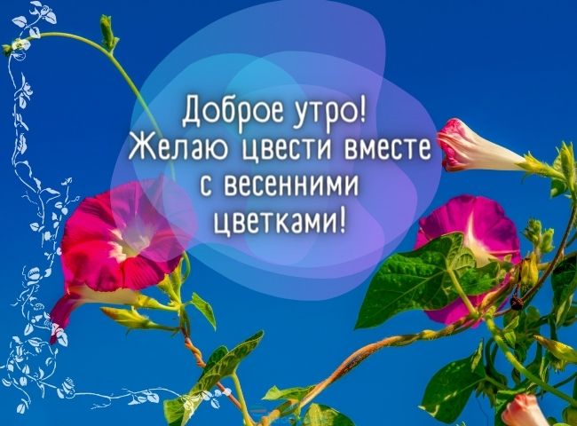 25 весенних открыток с добрым утром