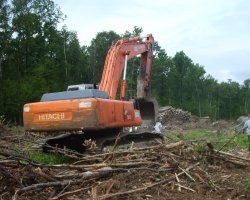 Глава Рослесхоза не увидел риска того, что «Китай вырубит Сибирь»